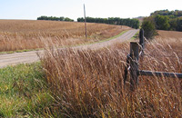 Iowa roadside vegetation