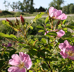 Iowa roadside vegetation